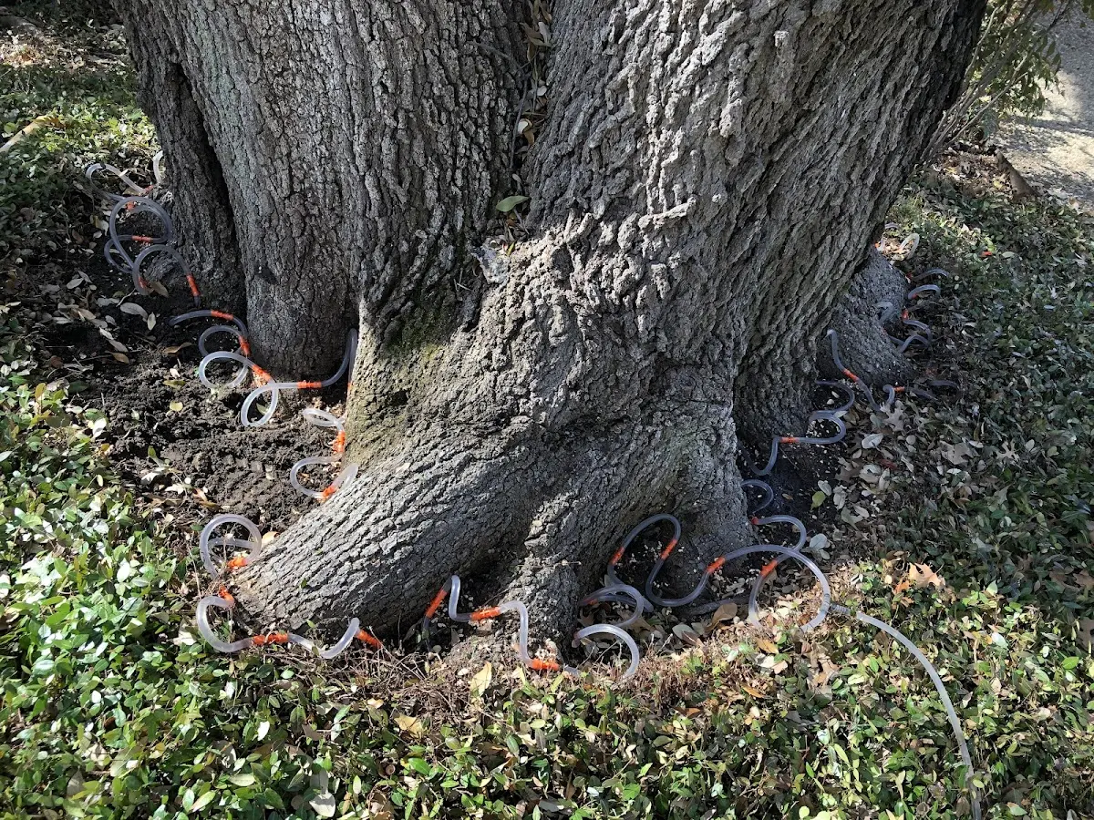 Detailed Shrub and Hedge Trimming job site in Peach Springs