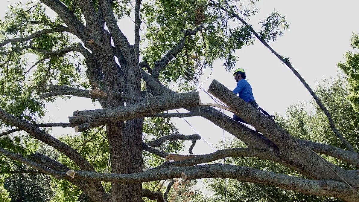 Professional Crown Thinning performed by certified arborists in Peach Springs