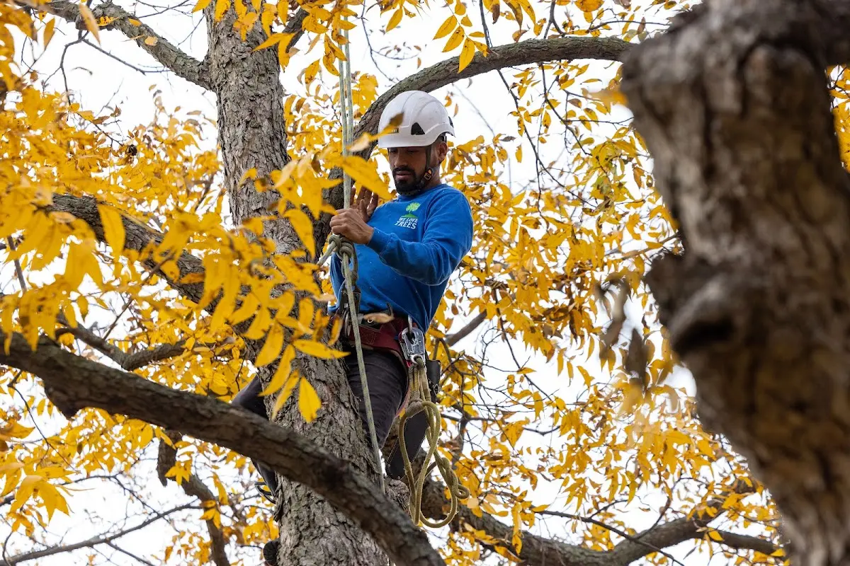 Skilled Tree Pruning crew working in Peach Springs