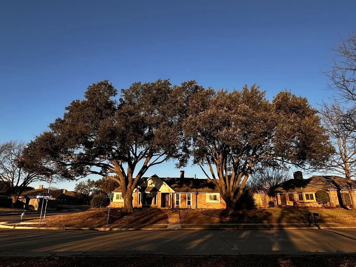 Established residential canopy tree shading a home in Peach Springs