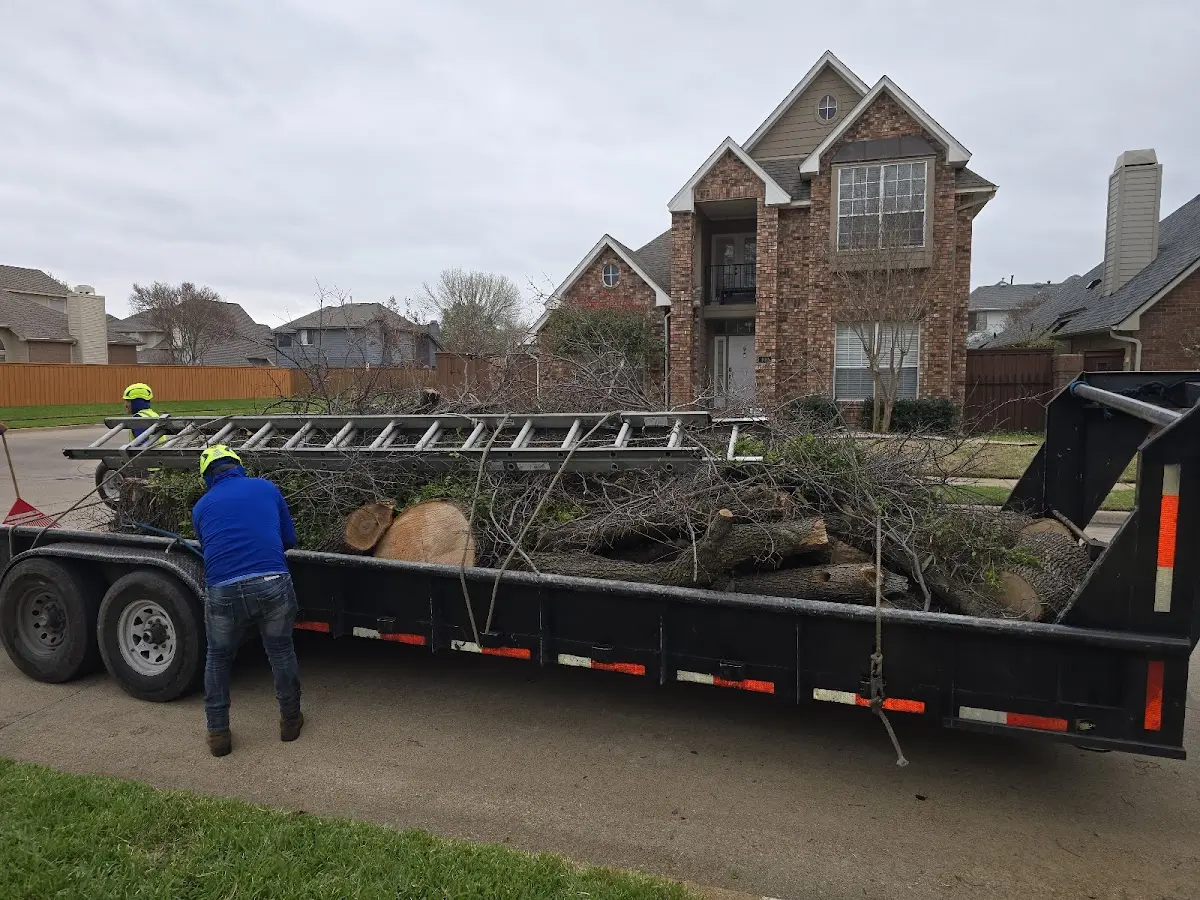 Expert Tree Removal with proper safety equipment in Peach Springs